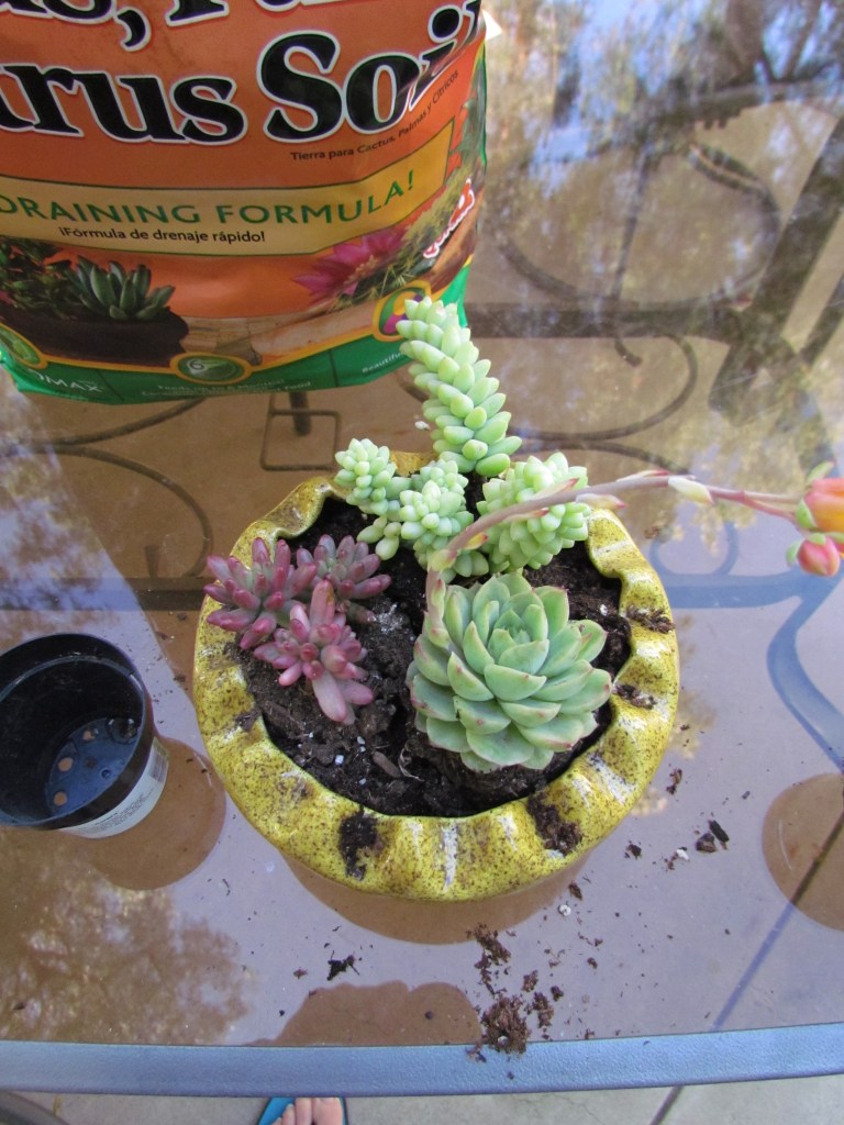 Step 3. Arrange your babies. Be sure to pack in some more soil once placed.